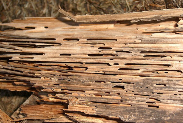 holz_insekten_12