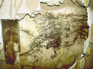 holz_pilze_006