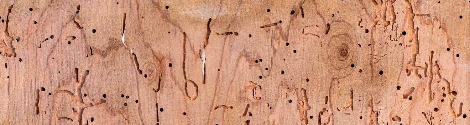Schädliche Insekten fressen sich durch Holzbalken. Professioneller Holzschutz und Holzsanierung durch SPEIDEL