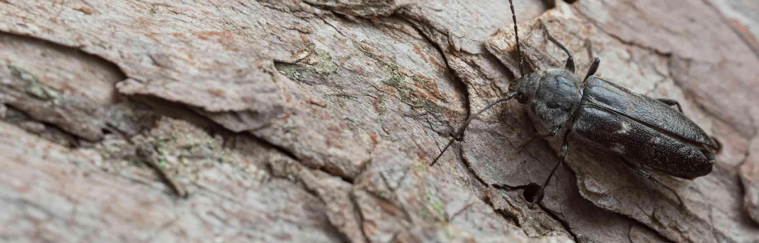 Holzbockkäfer auf Holzstamm