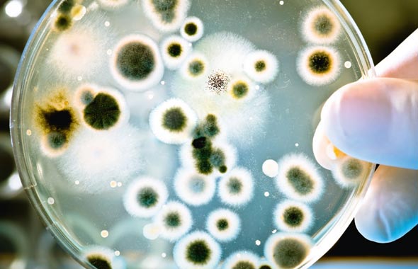 Wie kann ich Schimmel beseitigen? Schimmelbeseitigung und -prävention durch die SPEIDEL System Trocknung GmbH